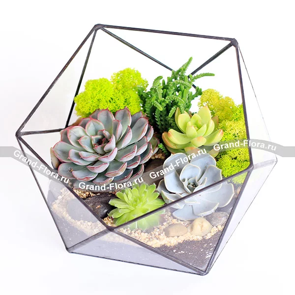 Солнечный день - флорариум с живыми растениями